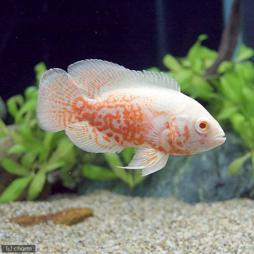 （熱帯魚）アルビノルビーレッドオスカー（１匹）　北海道・九州航空便要保温　ＣＲＣ13―28―22―10―00