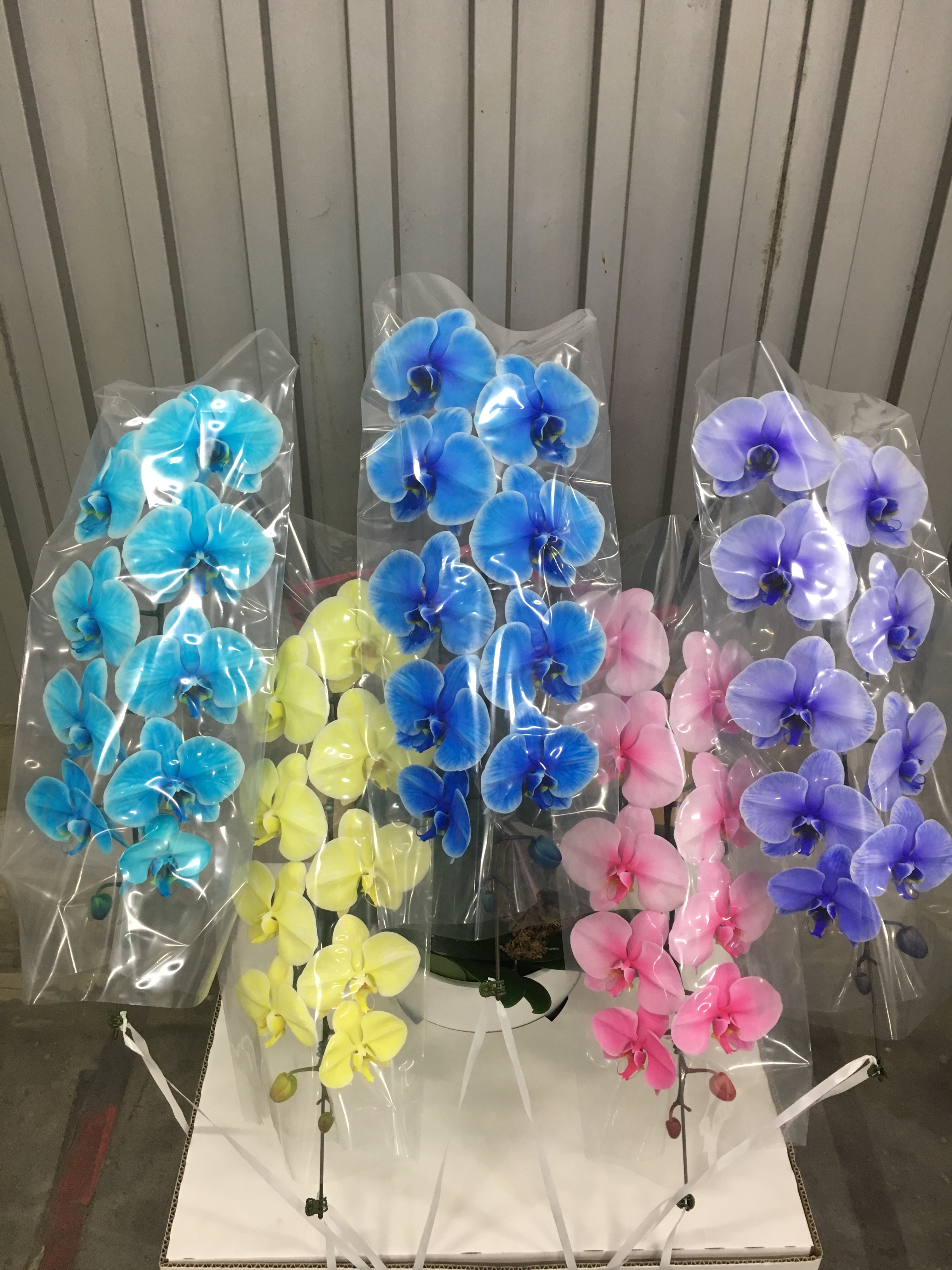 商品ID 4400 胡蝶蘭　カラー　５本立ち　生花