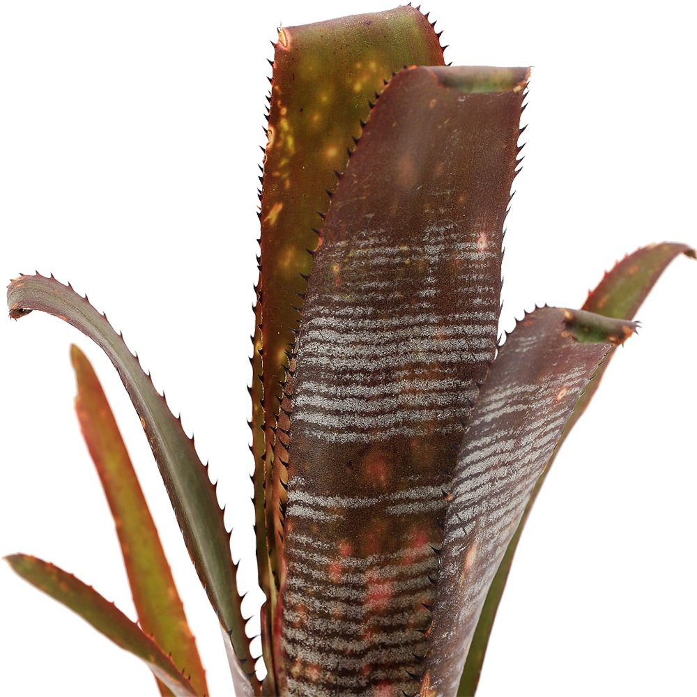 （観葉植物）ビルベルギア　’ベリーブラスト’　タイ産　３号（１株）タンクブロメリア　ＣＲＣ17―80―40―00―00