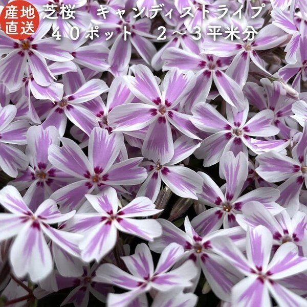 高品質 芝桜 キャンディストライプ（多摩の流れ） 白地にピンク縞種 ９cmポ