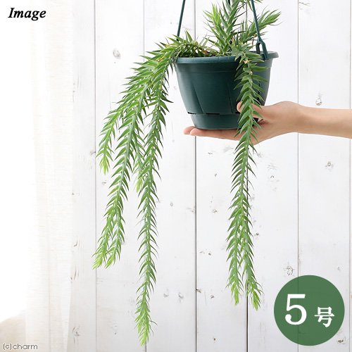 （観葉植物）シダ　リコポディウム　フペルジア　ゴエベリー　吊り鉢タイプ　５号（１鉢）　ＣＲＣ15―30―10―20―00