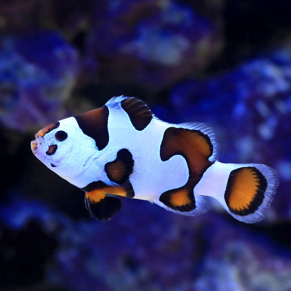 （海水魚）ピカソストームクラウン　Ｍサイズ（ブリード）（１匹）　北海道・九州航空便要保温　ＣＲＣ26―30―16―10―00