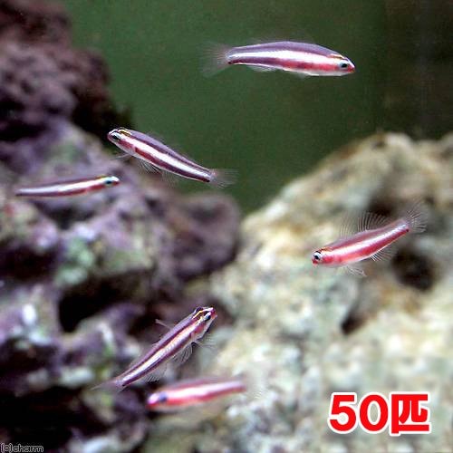 （海水魚）沖縄産　オヨギイソハゼ（５０匹）　北海道・九州航空便要保温　ＣＲＣ26―30―24―10―00