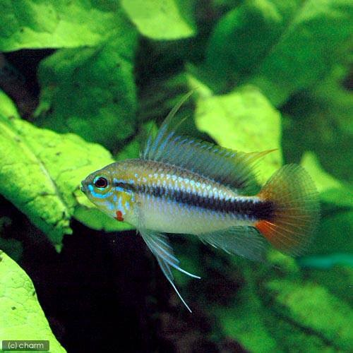 （熱帯魚）アピストグラマｓｐ．リオマモレ　レッド（１ペア）　北海道・九州航空便要保温　ＣＲＣ13―28―16―00―00