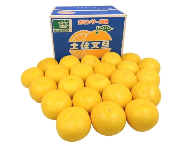 高知産 土佐文旦 =宿毛文旦= 訳あり L-2Lサイズ 約8-10kg 産地箱 予約 2月以降