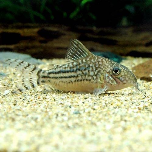 （熱帯魚）コリドラス・ピンヘイロイ（ワイルド）（１匹）　北海道・九州航空便要保温　ＣＲＣ13―36―50―00―00