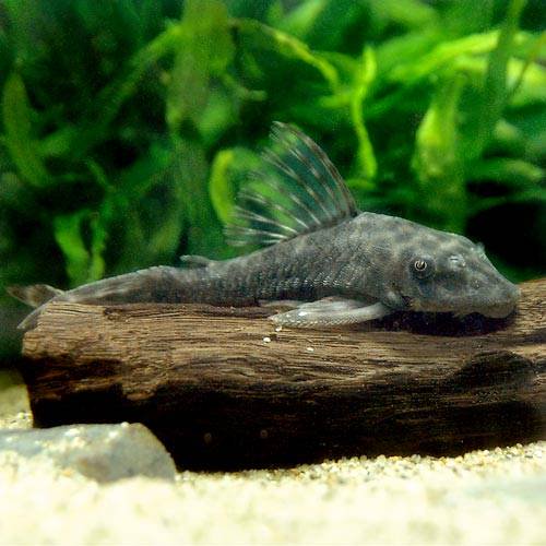 （熱帯魚）オトシン・プレコ（ワイルド）（１匹）　北海道・九州航空便要保温　ＣＲＣ13―44―20―00―00
