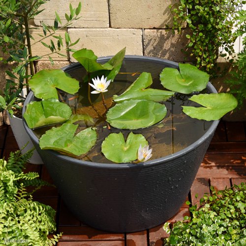 （ビオトープ）（めだか）プロが考えた睡蓮鉢で育てる（グレー）　熱帯性睡蓮（スイレン）とヒメダカのセット　水色　本州四国限定　ＣＲＣ15―10―27―35―20