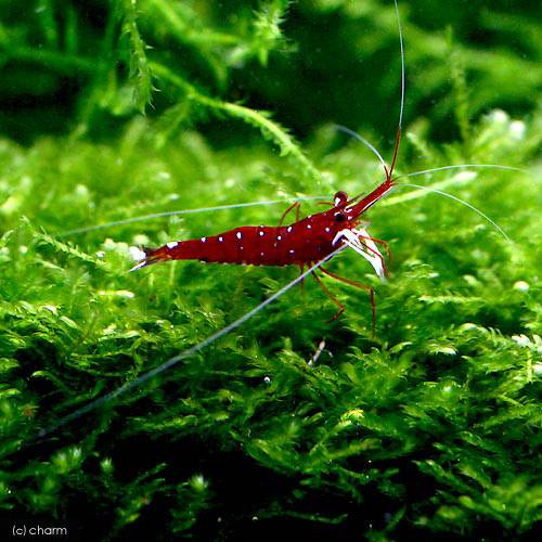 （エビ）ホワイトグローブ・シュリンプ（３匹）　ＣＲＣ13―70―27―00―00