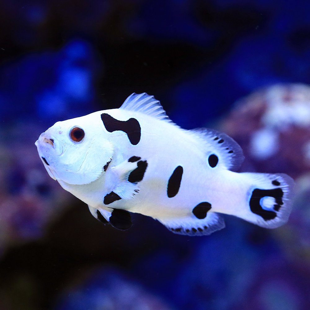 （海水魚）プラチナストームクラウン　Ｍサイズ（１匹）　北海道・九州航空便要保温　ＣＲＣ26―30―16―20―00