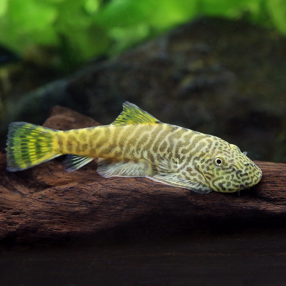 （熱帯魚）ゴールドフィンレオパード・ヒルストリームローチ（１匹）　北海道航空便要保温　ＣＲＣ13―26―10―00―00