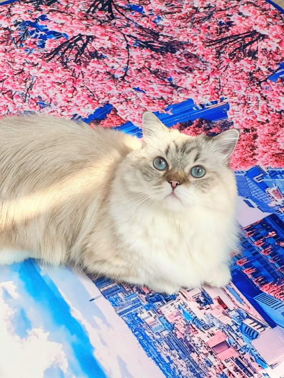 ぷらっふぃーあーかいぶ, スプリングインパリフォト風景ラグ韓国インテリア 7,740円