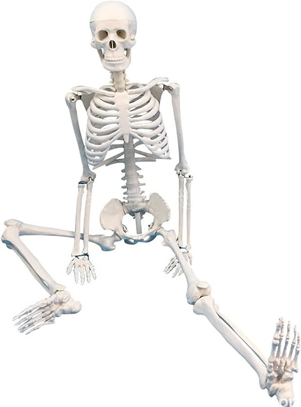 [Qoo10] 人体模型 骨格標本 全身 直立型 関節可