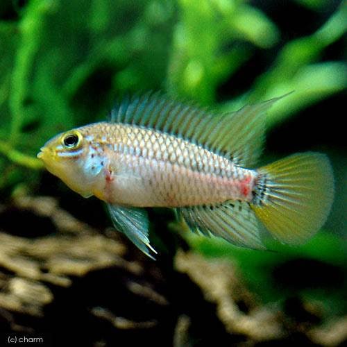 （熱帯魚）アピストグラマ・エウノータス（１ペア）　北海道航空便要保温　ＣＲＣ13―28―16―00―00