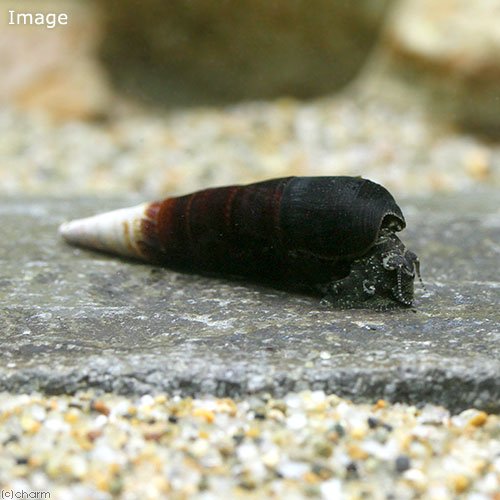 （エビ・貝）カプチーノ・スネール（６匹）　ＣＲＣ13―80―12―00―00