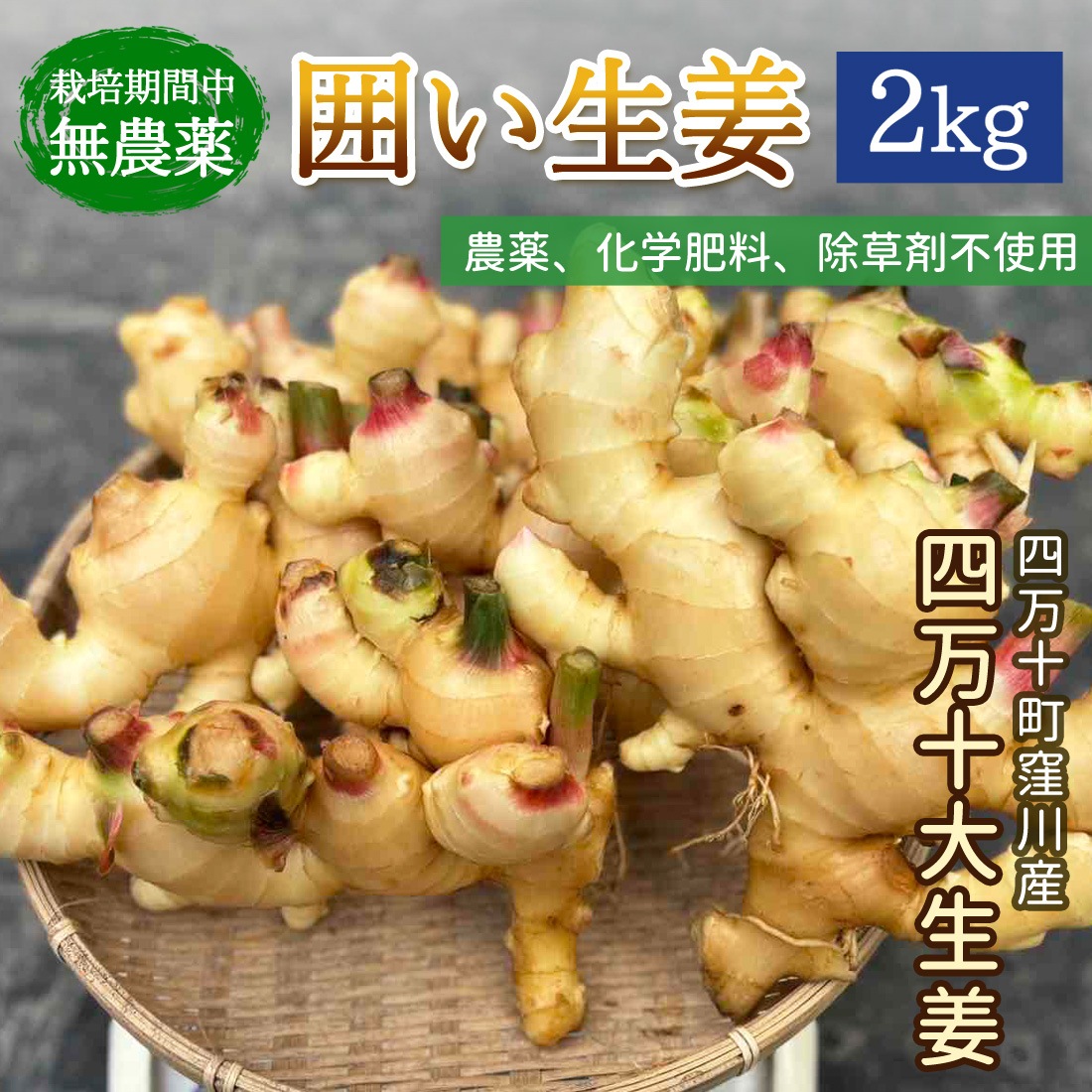 囲い生姜 2kg みよしファーム 囲生姜 洗い 生姜 四万十 大生姜 高知産 国産 しょうが 四万十町 窪川 高知県産 ショウガ 2キロ 高知生姜 農家直送 産地直送
