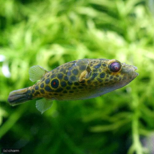 （熱帯魚）メコンフグ（１匹）　北海道・九州航空便要保温　ＣＲＣ13―51―00―00―00