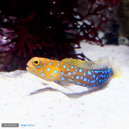 （海水魚）ブルースポットジョーフィッシュ（１匹）　北海道・九州航空便要保温　ＣＲＣ26―30―44―00―00
