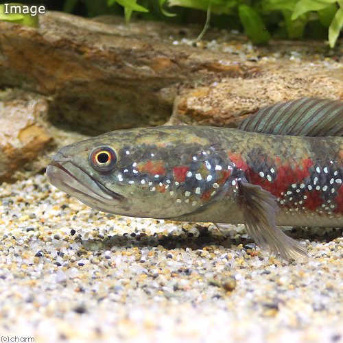 （熱帯魚）コウタイ　スーパーレッドタイガー（１匹）　北海道・九州航空便要保温　ＣＲＣ13―32―20―00―00
