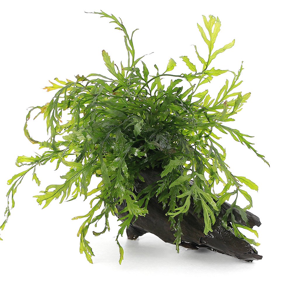 （水草）巻きたて　ボルビティス　ヒュディロティ　流木　Ｍサイズ（約２０ｃｍ）（水中葉）（無農薬）（３個）　ＣＲＣ12―59―00―00―00 9,185円