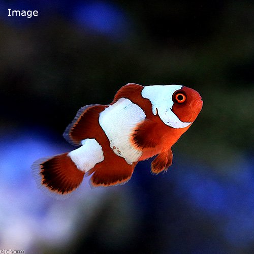 （海水魚）マルーンスノーフレーククラウンフィッシュ（ブリード）（１匹）　北海道・九州航空便要保温　ＣＲＣ26―30―16―20―00