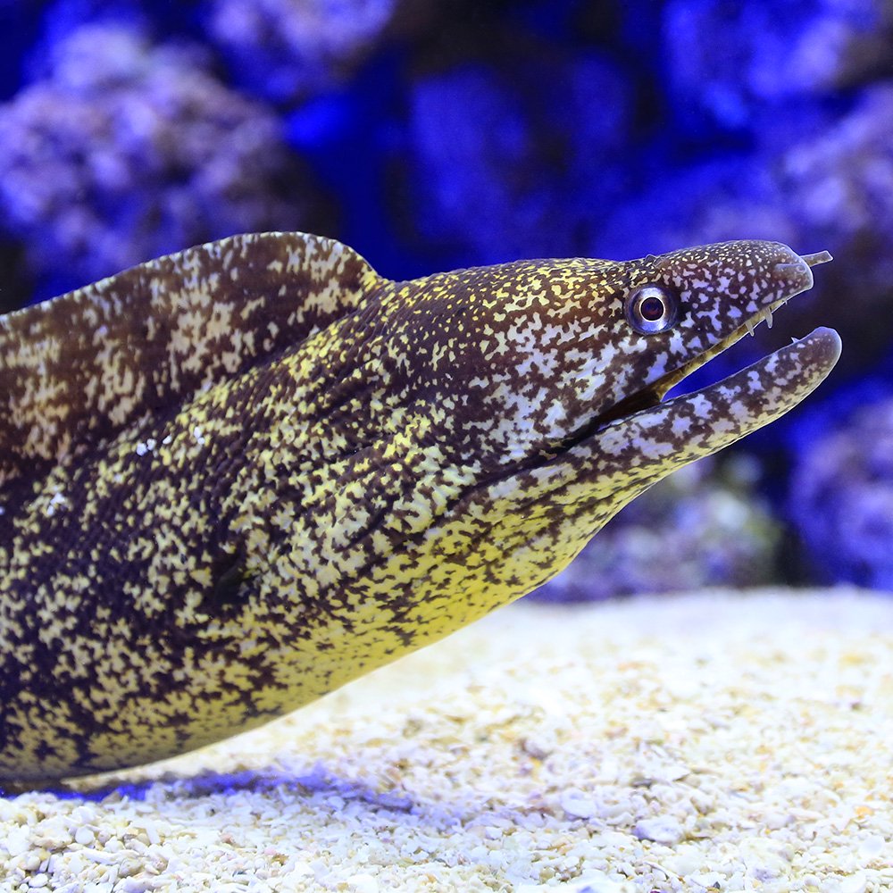 （海水魚）ウツボ（キダコ）（１匹）　北海道航空便要保温　ＣＲＣ26―30―46―20―00