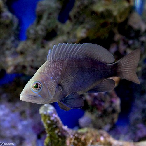 （海水魚）ブラックハムレット（１匹）　北海道・九州航空便要保温　ＣＲＣ26―30―22―00―00