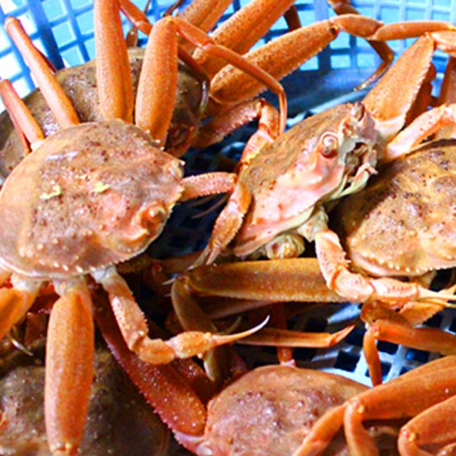 オオズワイガニ メス 活 訳あり 北海道産 4kg（約13から25尾入） 身入り7分前後