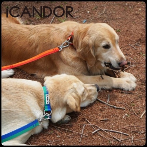 ペット リード ベルト ハンズフリー GENTLE LEASH BOLT_SUNSET