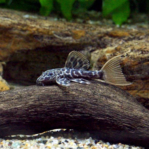 （熱帯魚）オレンジフィンレオパード・トリム　ソリッドテール（ブリード）（１匹）　北海道航空便要保温　ＣＲＣ13―44―50―00―00