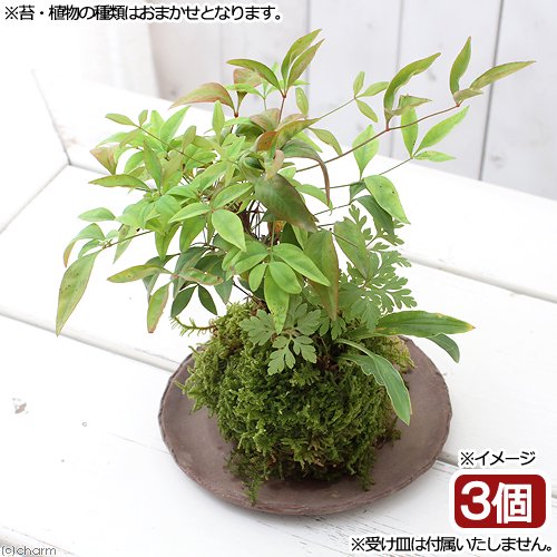 （盆栽）苔玉　山野草３種寄せ植え（品種おまかせ）（３個）　観葉植物　コケ玉（休眠状態）　ＣＲＣ15―70―10―10―00