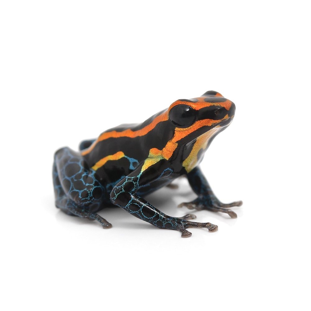 （両生類）アマゾニカヤドクガエル　イキトス　レッド　ｉｑｕｉｔｏｓ　ｒｅｄ（１匹）　ＣＲＣ17―05―35―20―00