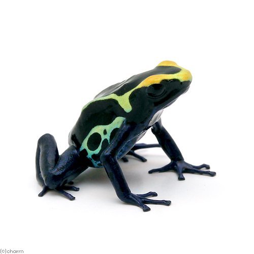 （両生類）アイゾメヤドクガエル　コバルトｃｏｂａｌｔ（１匹）　ＣＲＣ17―05―35―20―00