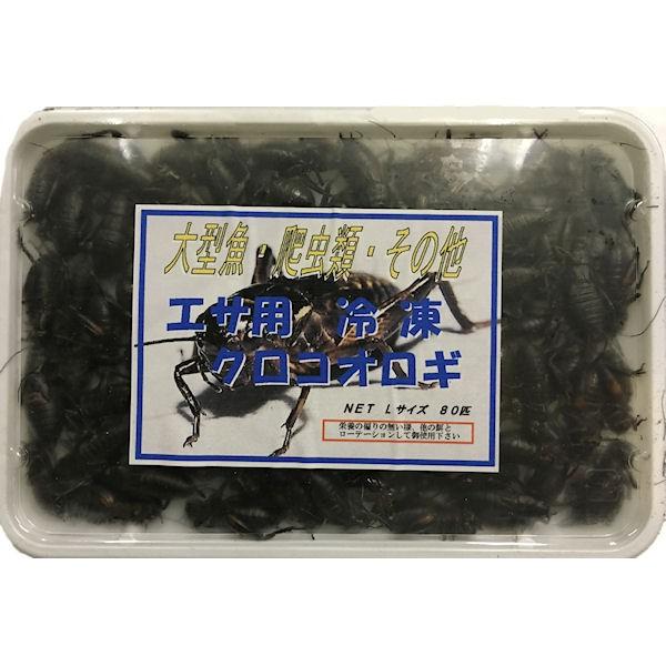 冷凍 国産フタホシ黒コオロギ Ｌサイズ 100g 約80匹入【クール便発送】 冷凍餌 大型魚 肉食魚 アロアナ ピラニア エサ 餌 フード