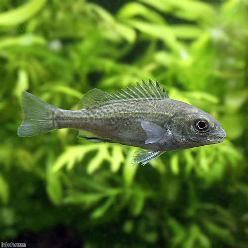 （熱帯魚）オーストラリアン・シルバーパーチ　Ｓサイズ（１匹）　北海道航空便要保温　ＣＲＣ13―56―90―00―00