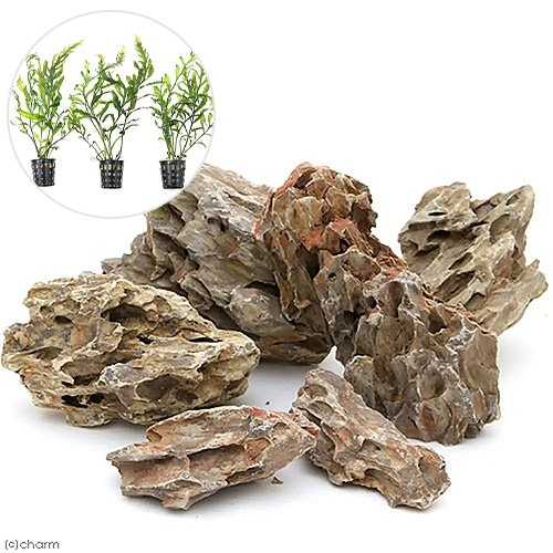 （水草）レイアウト素材水草セットＶｅｒ．陽火石　（ボルビティス　ヒュディロティ　３ポット）（１セット）　ＣＲＣ12―23―30―00―00