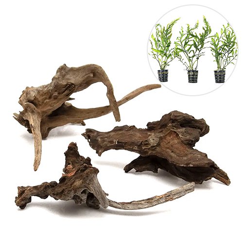（水草）レイアウト素材水草セットＶｅｒ．ディアーホーンウッド　Ｓサイズ　（ミニポット　ボルビティス　ヒュディロティ　３ポット）　ＣＲＣ12―23―30―00―00