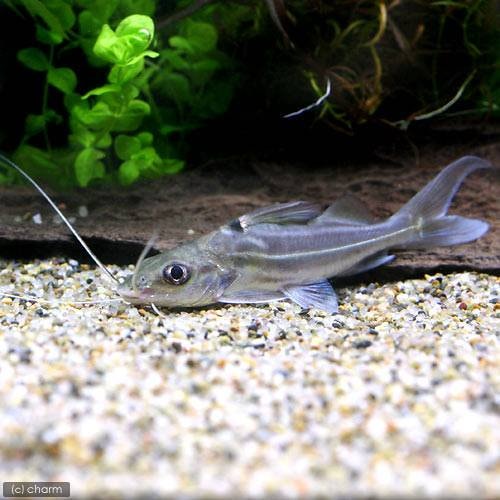 （熱帯魚）フォーライン・ピメロディア（１匹）　北海道・九州航空便要保温　ＣＲＣ13―46―00―00―00