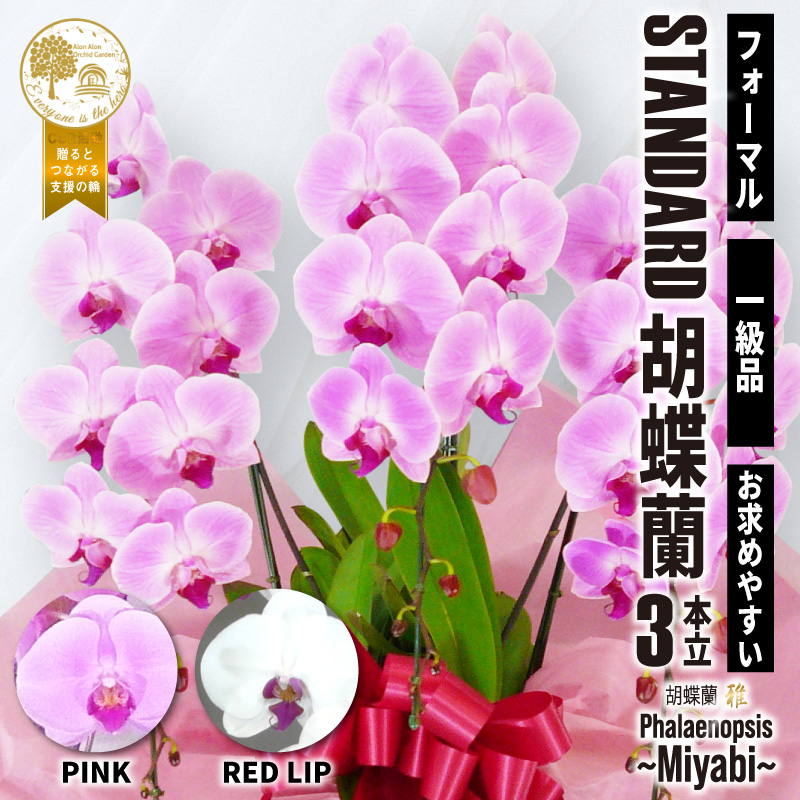 胡蝶蘭 雅 １級品 3本立 スタンダードタイプ ピンク 赤リップ お祝い ギフト プレゼント