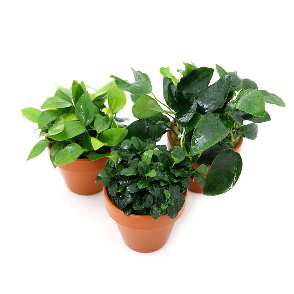 （水草）素焼き鉢　アヌビアス　３種セット（水上葉）（１セット）　ＣＲＣ12―23―60―00―00