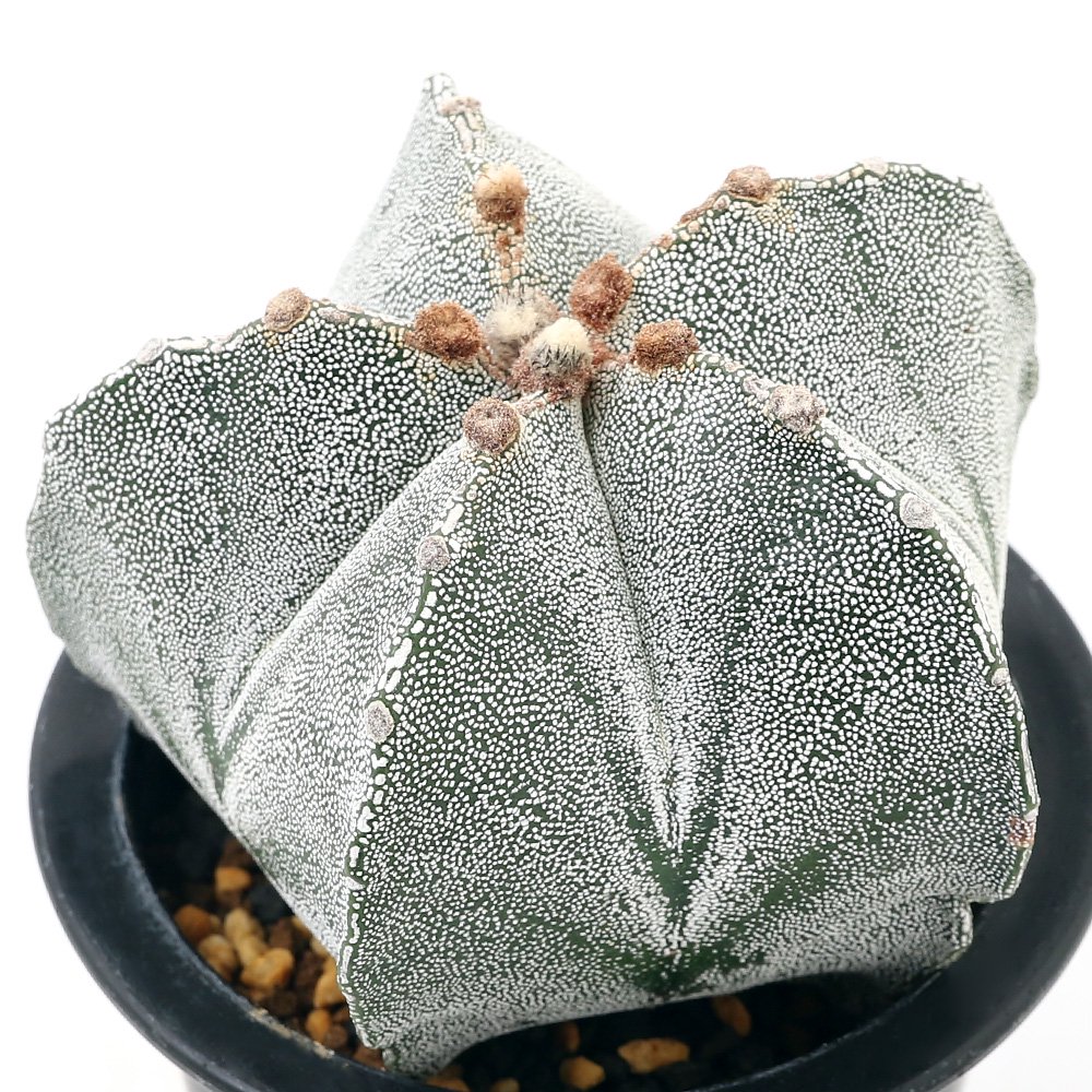 （多肉植物）サボテン　アストロフィツム　ランポー玉（鸞鳳玉）　４号（１鉢）　ＣＲＣ15―62―95―00―00