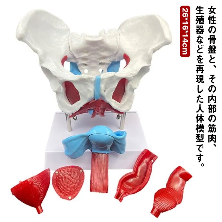 女性の骨盤 人体模型 骨盤模型 骨盤 模型 女性 子宮膣 卵巣 膀胱 直腸 模型 間接模型 骨格模型 骨格標本 骨模型 骸骨模型 人骨模型 骨格 人体 モデル 骸骨 教材 実験 接骨院 整骨院 生物