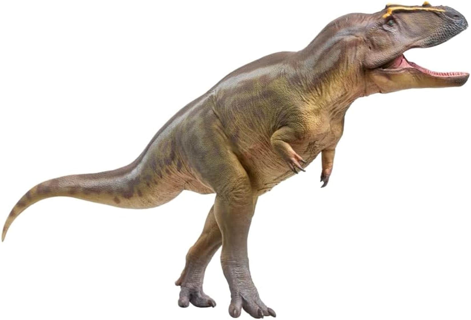PNSO 成長サポートシリーズ 科学芸術 モデル 95 タメリラプトルフィギュア 白亜紀 大型 獣脚類 恐竜 モデル リアル PVC製 実心 手塗装 動物おもちゃ 科学復元 模型 教育用 インテリア