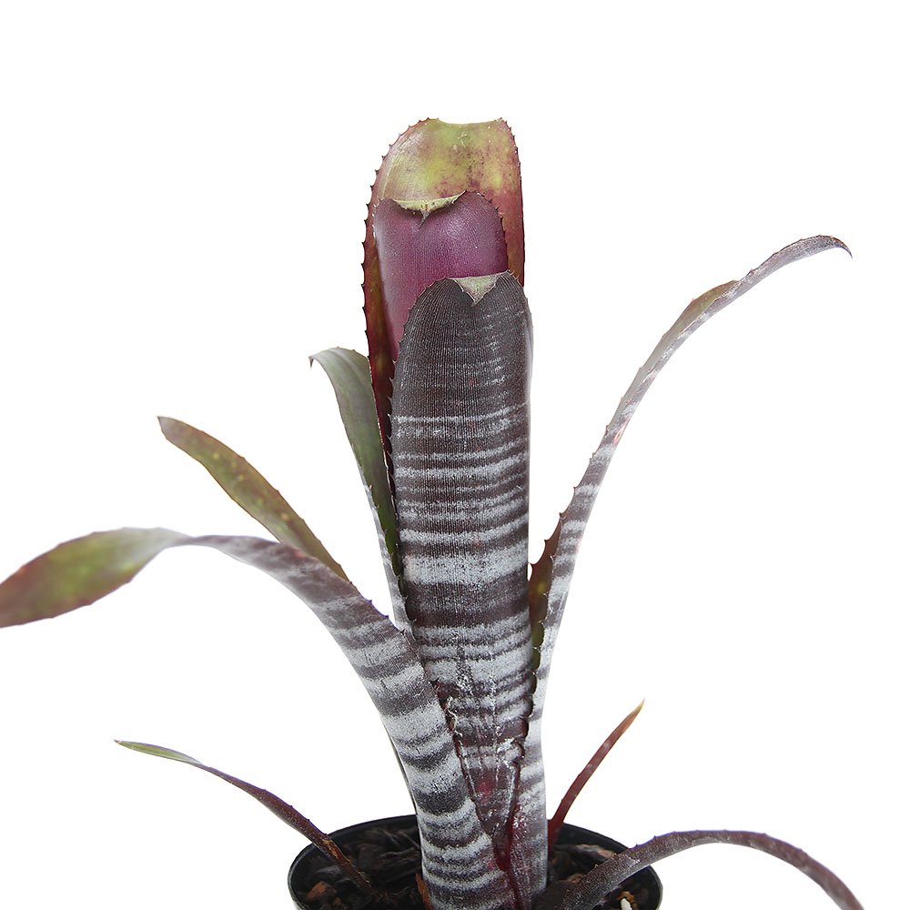 （観葉植物）ビルベルギア　ダースベイダー（１株）タンクブロメリア　ＣＲＣ17―80―40―00―00