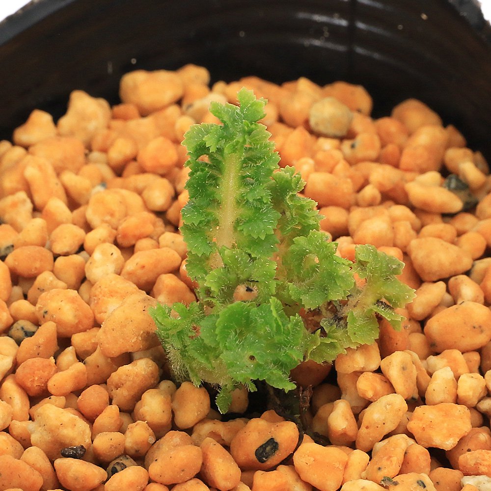 （山野草）シダ（羊歯）ナチシケシダ（那知湿気羊歯）竜王　３号（１ポット）常緑性多年草　ＣＲＣ15―35―26―00―00