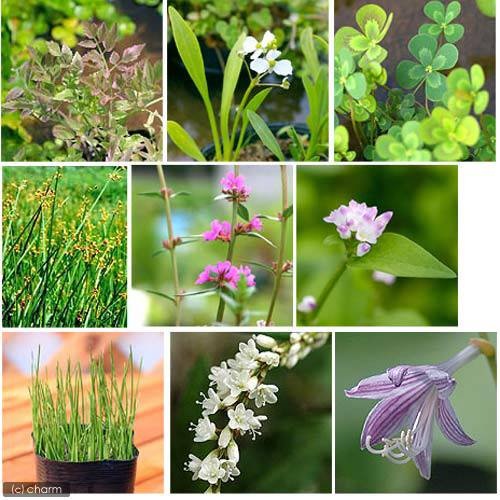 （ビオトープ）水生植物　オススメ　ビオ植物（１０ポット）メダカ　産卵　ＣＲＣ15―10―40―10―30