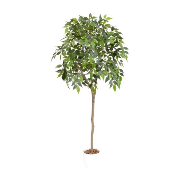 ファミリー・ライフ 光触媒 インテリアグリーン ベンジャミン(04572) メーカー直送