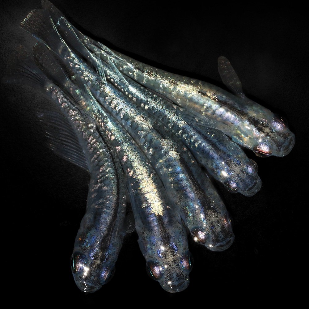 （めだか）幹之カガミ鱗メダカ（１０匹）　ＣＲＣ60―20―22―30―10 7,860円