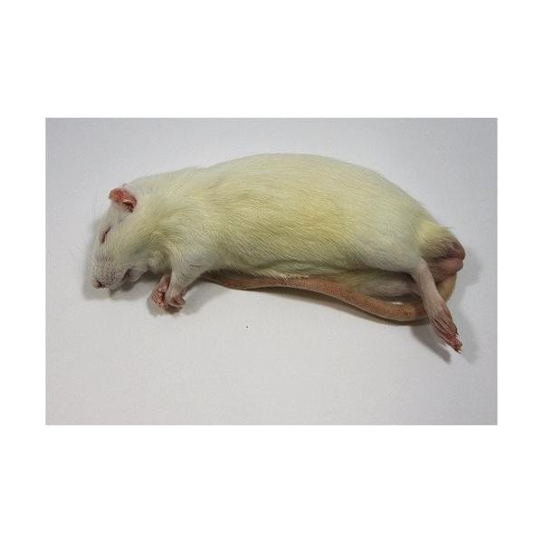 【ゴーゴーセール】冷凍アダルトラットM (約100～120g) 100匹入り【クール便発送】猛禽類 爬虫類 肉食 肉 ヘビ トカゲ マウス ネズミ ラット 鼠 ねずみ エサ 餌 フード
