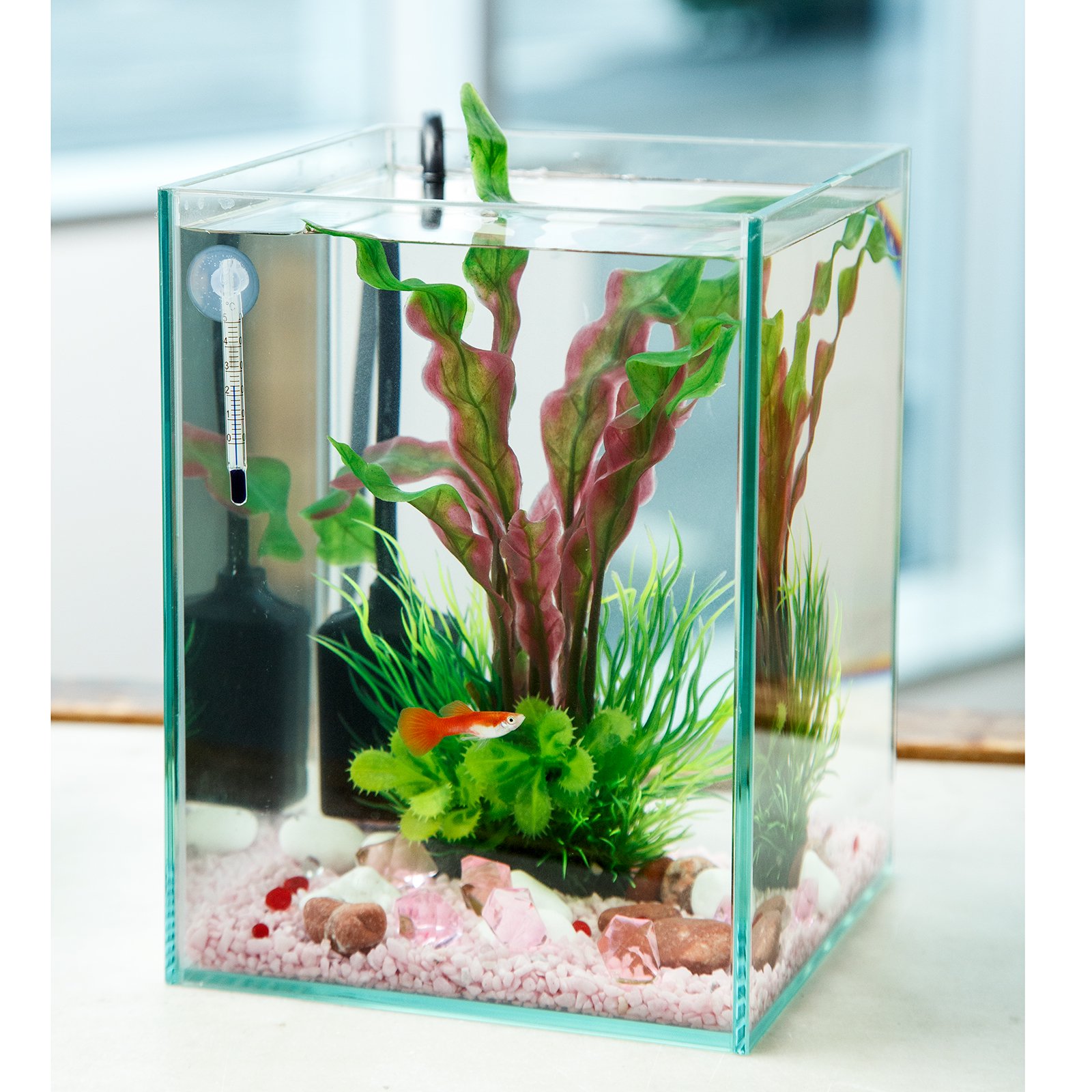 （熱帯魚）飼育セット　グッピーセット　ｇｕｙー炎ー　フィルター無　水温計＆デコシールのおまけ付　本州四国限定　ＣＲＣ10―11―03―10―99